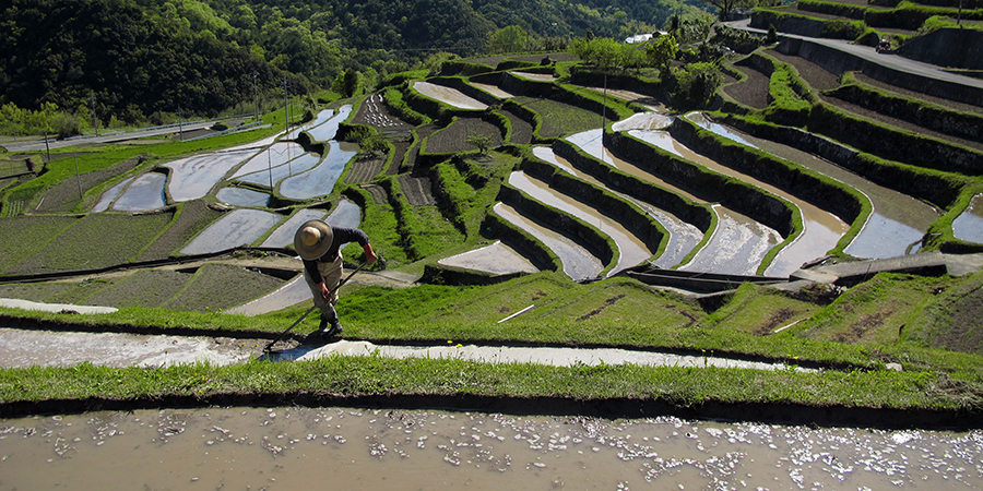 棚田
