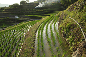 棚田