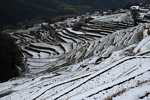 いちごシュークリーム