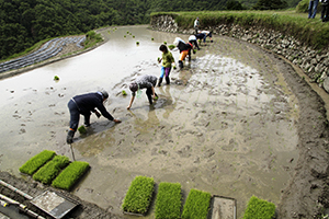 田植え