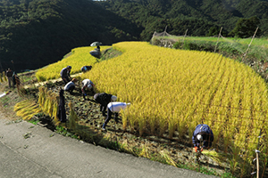稲刈り