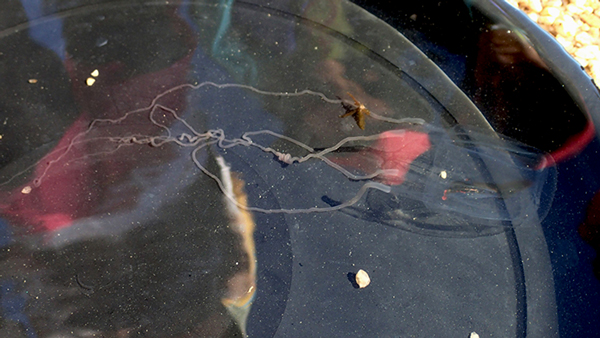 アンドンクラゲ