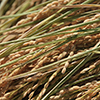 稲穂